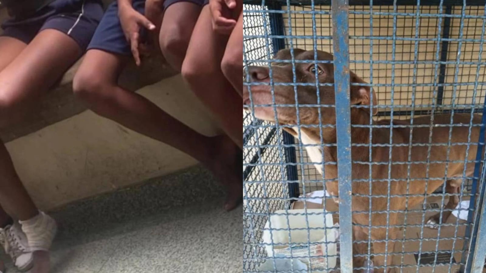 Imagem - Vídeo: pitbull invade escola e ataca seis crianças no Rio de Janeiro