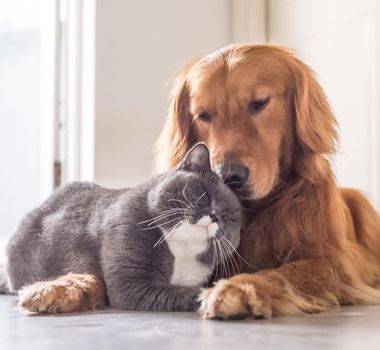 Imagem - 7 raças de cachorro ideais para quem tem gato