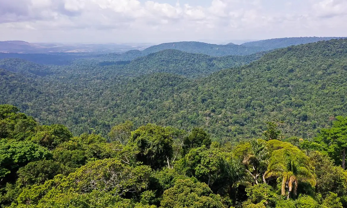Imagem - Instituto lança edital para projetos que protejam a Amazônia; confira
