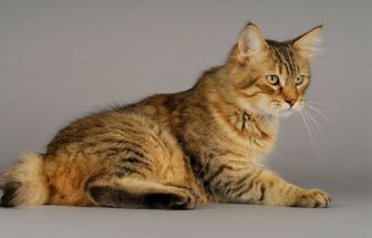 4 características do gato da raça pixie-bob 