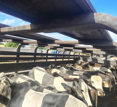 Imagem - Sefa apreende 147 toneladas de soja e 75 cabeças de gado com irregularidades fiscais no Pará
