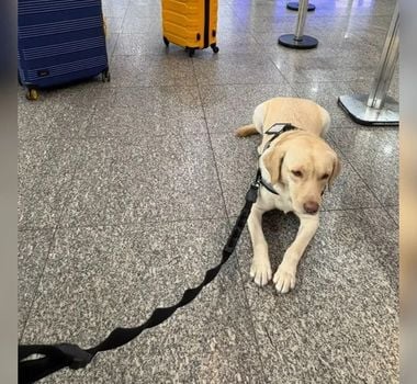 Imagem - Voo com destino a Portugal é cancelado após empresa não cumprir liminar para transportar cachorro