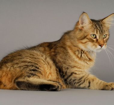 Imagem - 4 características do gato da raça pixie-bob 