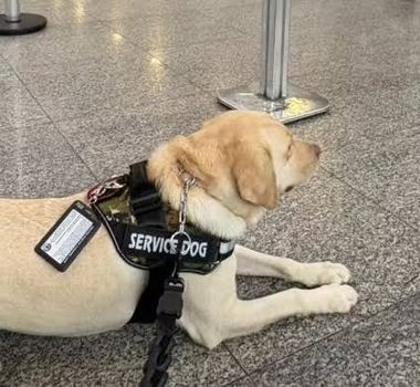Imagem - Cão de serviço é impedido de embarcar e companhia aérea cancela voo no RJ