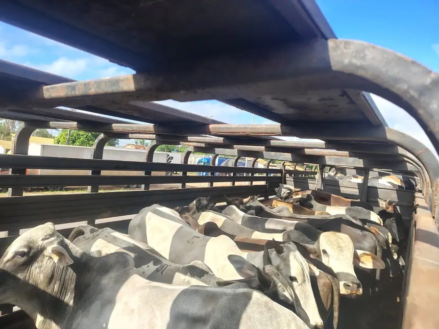 Imagem - Sefa apreende 147 toneladas de soja e 75 cabeças de gado com irregularidades fiscais no Pará