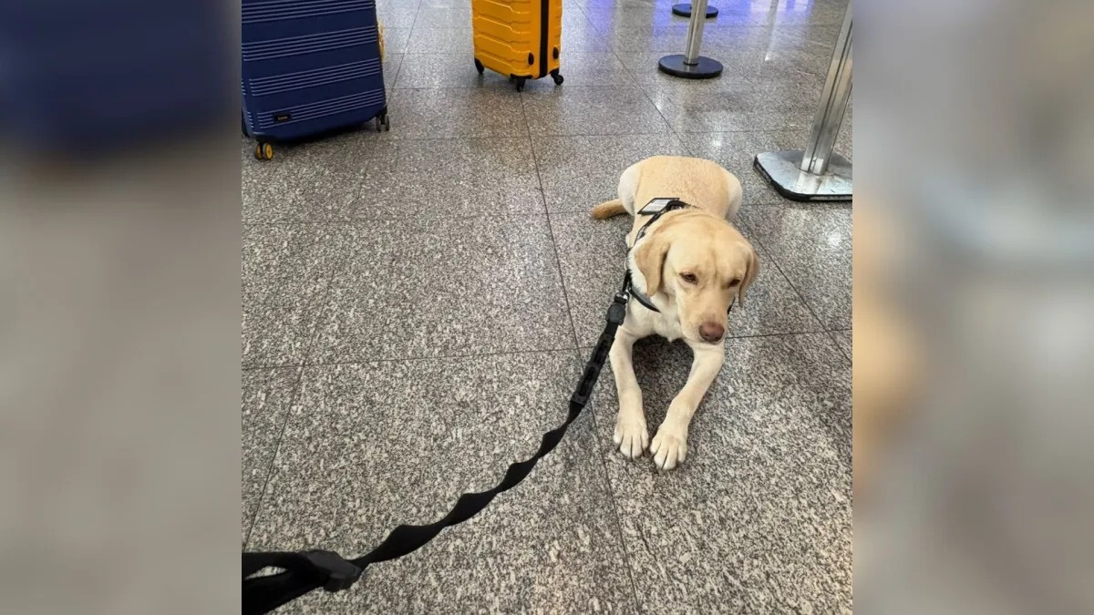 Imagem - Voo com destino a Portugal é cancelado após empresa não cumprir liminar para transportar cachorro