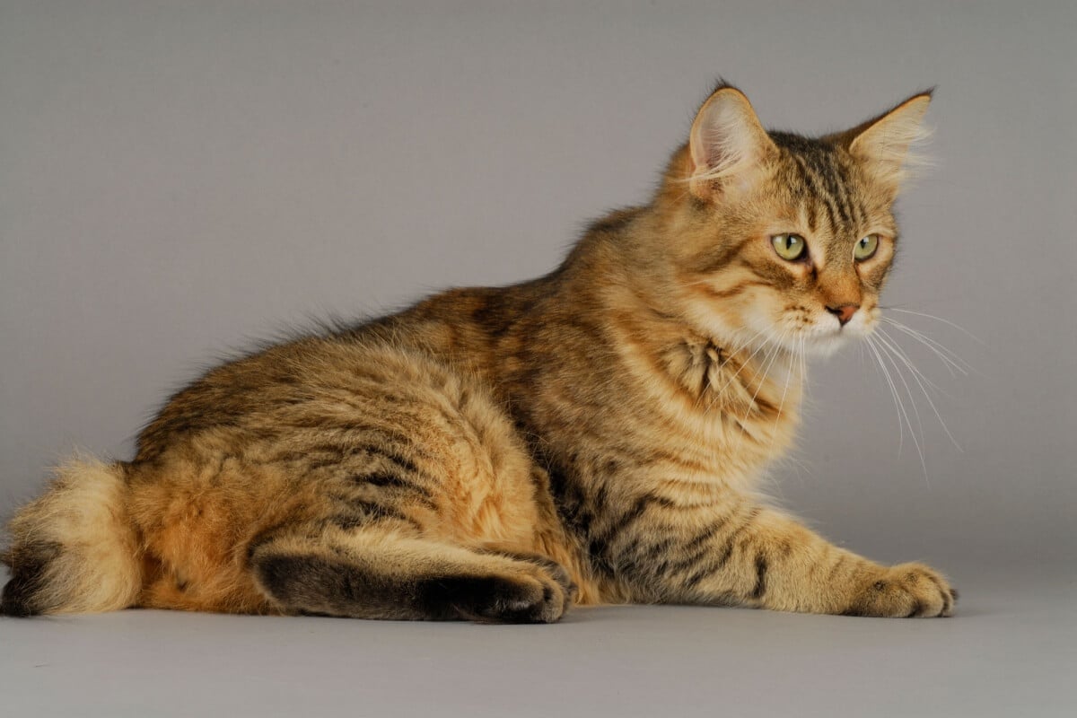 O gato pixie-bob tem um visual selvagem, mas um temperamento adequado para a vida em família (Imagem: COULANGES
| Shutterstock) 