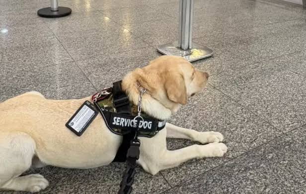 Em abril, o mesmo cão foi impedido de entrar no voo mesmo com todos os documentos em ordem