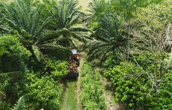 Dia da Biodiversidade: urgência de um modelo regenerativo diante das mudanças climáticas é reforçada