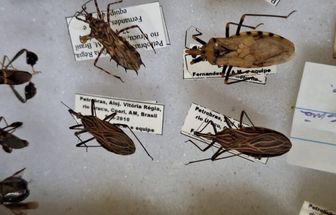Estudo alerta para avanço da Doença de Chagas na Amazônia até 2080 por conta de mudanças climáticas