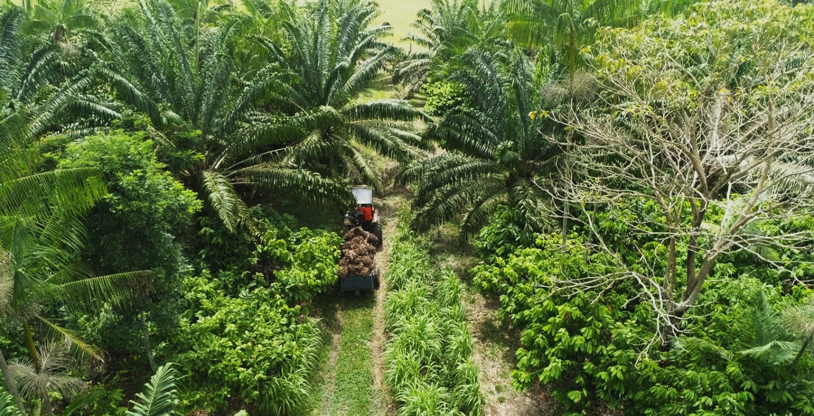 Dia 22 de maio é comemorado o Dia Internacional da Biodiversidade.