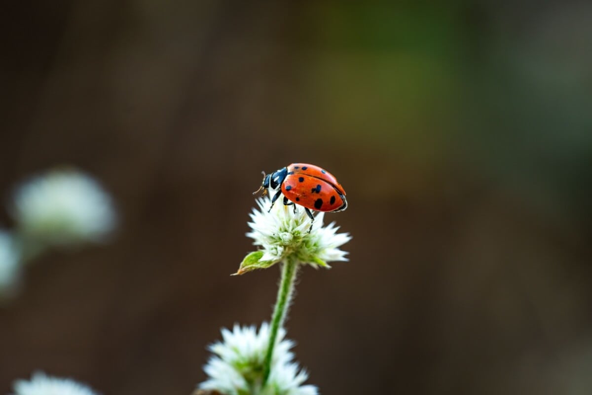 As joaninhas têm uma vida cheia de curiosidades e são muito importantes para o equilíbrio dos ecossistemas (Imagem: FotografoObstinado | Shutterstock) 