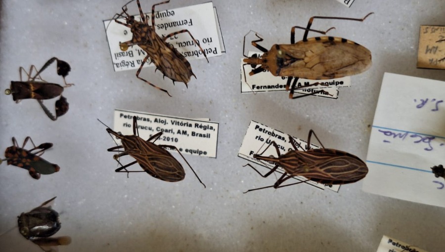 No Pará, a doença de Chagas é um problema de saúde pública significativo que abriga cerca de 80% dos casos no Brasil.