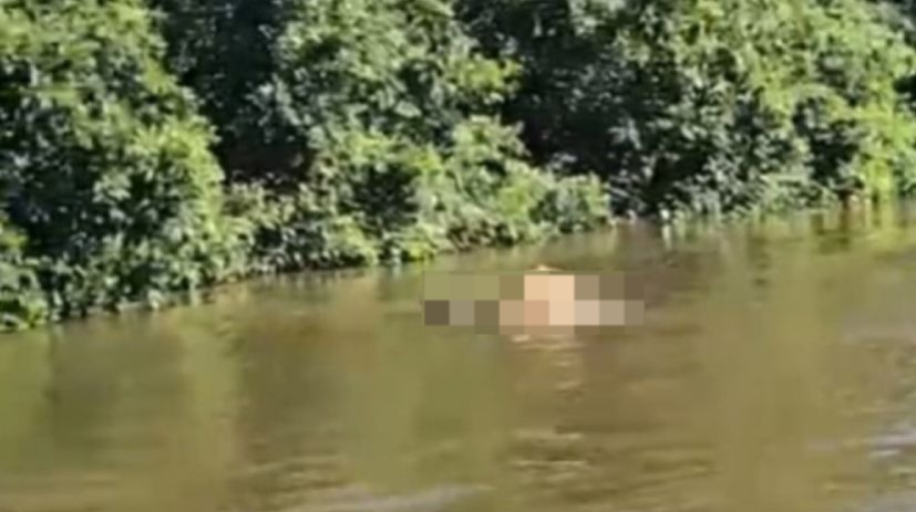 Uma onça-pintada foi flagrada arrastando um boi pela correnteza de um rio no Pantanal, no Mato Grosso.