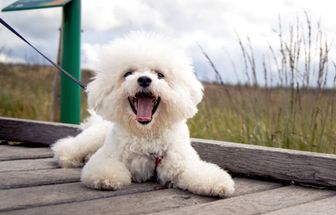 4 características do cachorro da raça bichon frisé 