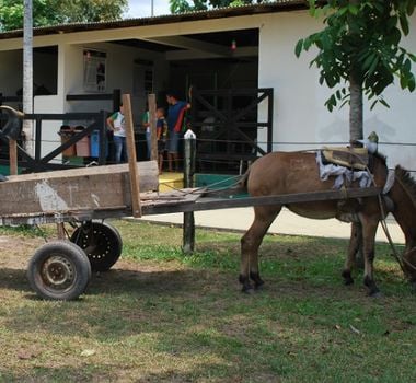 Imagem - Projeto de lei municipal quer liberar uso de tração animal em cavalgadas no sul do Pará