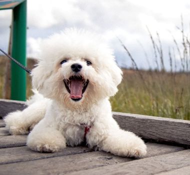 Imagem - 4 características do cachorro da raça bichon frisé 
