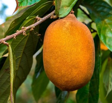 Imagem - 5 benefícios do cupuaçu para a saúde e como usá-lo