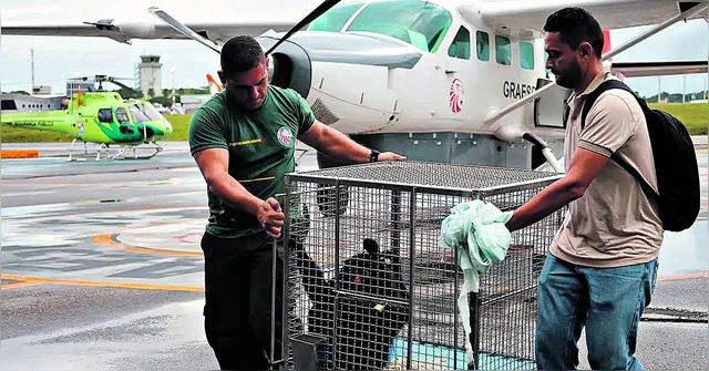 Após o resgate feito pela Semas, os animais foram transferidos para unidades de reabilitação na Região Metropolitana de Belém.

