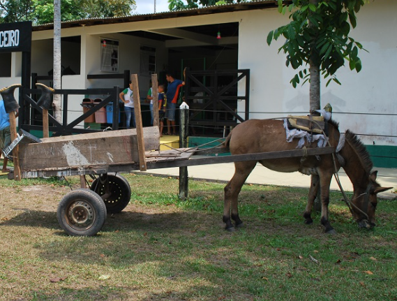 As carroças são o principal exemplo de transporte de tração animal.