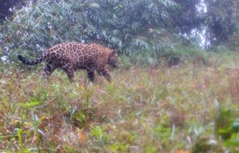 Genoma da biodiversidade: Brasil avança na preservação ao sequenciar DNA de 23 espécies