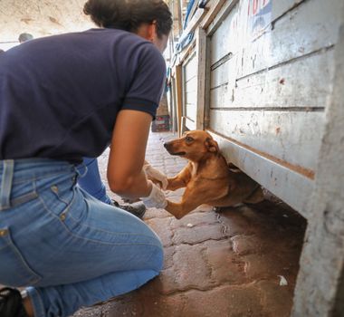 Imagem - Castração de animais no Ver-o-Peso reforça ações de cuidado com cães de rua em Belém