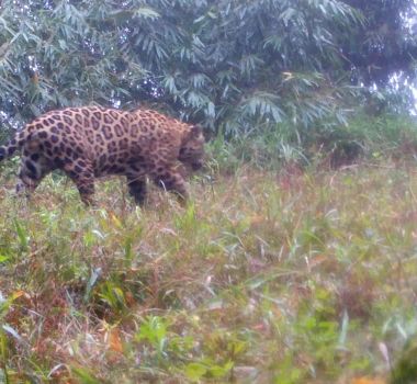 Imagem - Genoma da biodiversidade: Brasil avança na preservação ao sequenciar DNA de 23 espécies