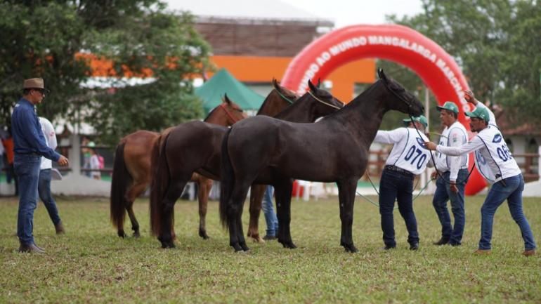 Imagem - Programação em Belém vai reunir amantes de Cavalos com feira temática e leilão de animais