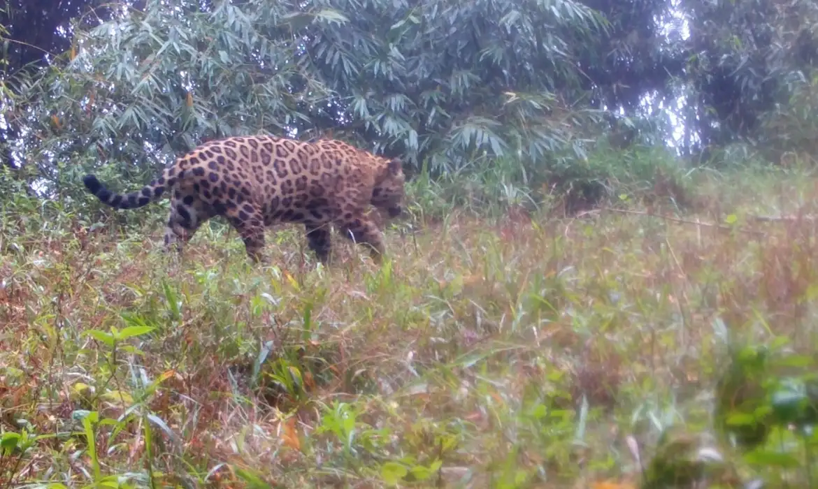 Imagem - Genoma da biodiversidade: Brasil avança na preservação ao sequenciar DNA de 23 espécies