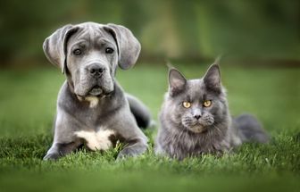 7 raças de gato ideais para quem tem cachorro 