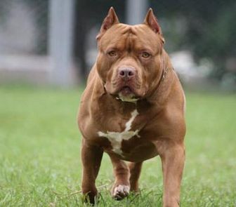 Imagem - Pitbull mata bebê paraense de 10 meses