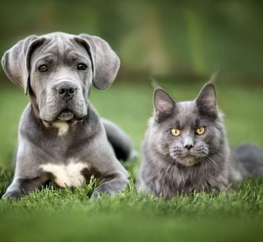 Imagem - 7 raças de gato ideais para quem tem cachorro 