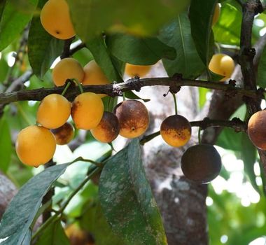 Imagem - 5 benefícios do bacuri para a saúde e como usá-lo