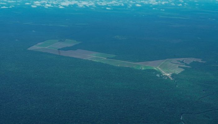 Imagem - Pará reduz alertas de desmatamento em 19% nos primeiros dias de maio