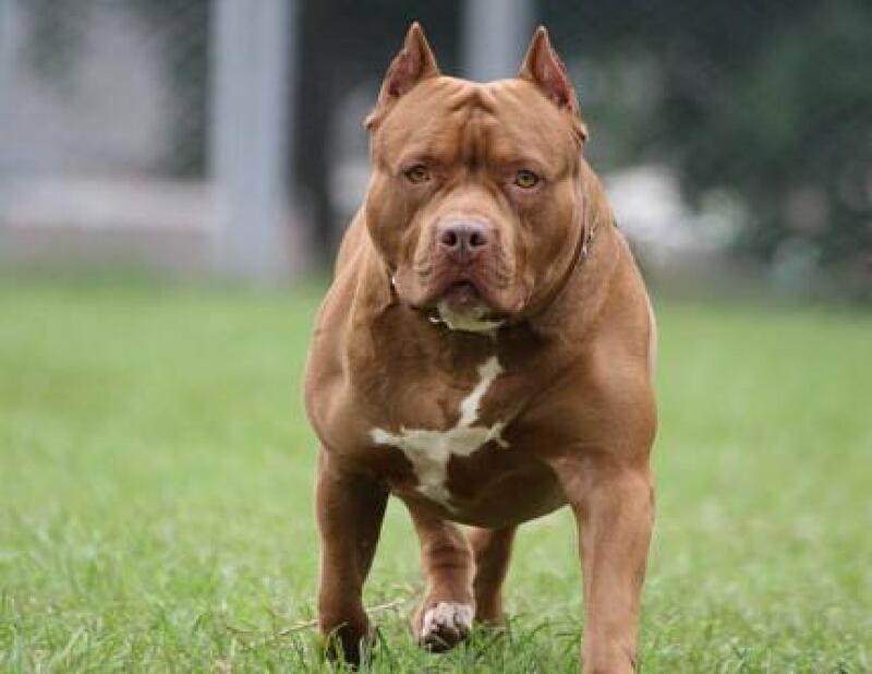 Imagem - Pitbull mata bebê paraense de 10 meses