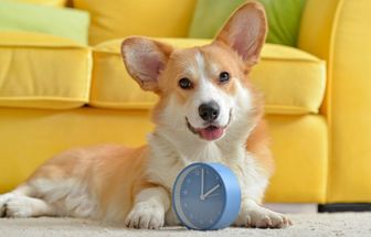 8 motivos para manter a rotina de cães e gatos 