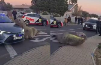 Vídeo: Elefante-marinho aparece em rua, impressiona moradores e mobiliza resgate na África do Sul