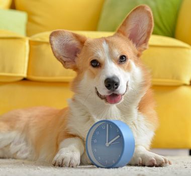 Imagem - 8 motivos para manter a rotina de cães e gatos 