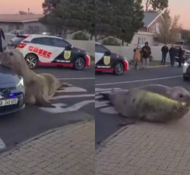 Imagem - Vídeo: Elefante-marinho aparece em rua, impressiona moradores e mobiliza resgate na África do Sul