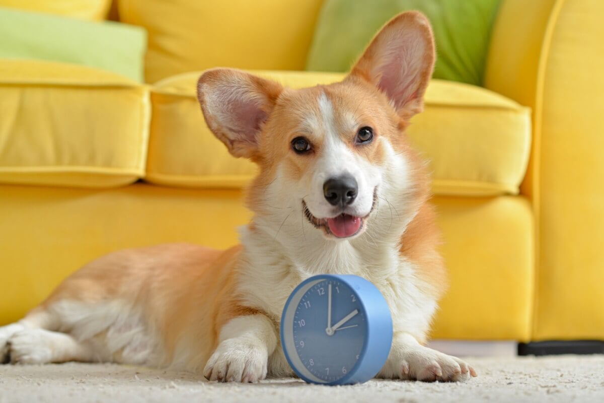 Criar uma rotina estável é essencial para a saúde física e emocional dos animais (Imagem: Pixel-Shot | Shutterstock)