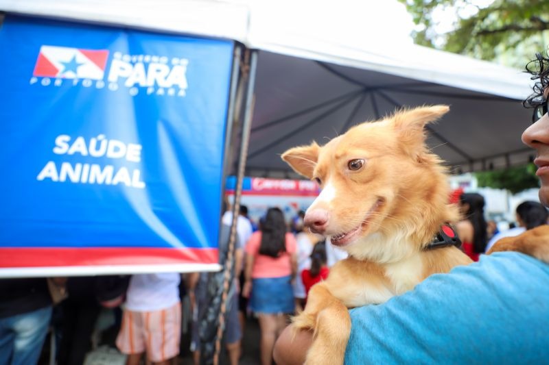 Imagem - Belém recebe ação com serviços gratuitos para pets neste domingo na Praça da República