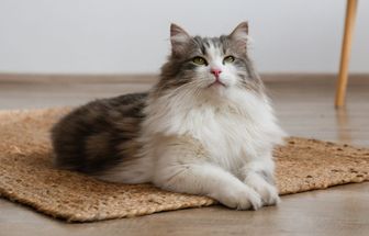 4 características do gato da raça siberiano 