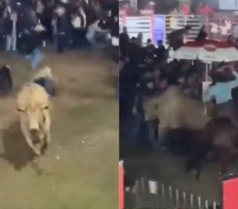 Imagem - Vídeo: touro escapa de arena e parte pra cima do público em evento de rodeio