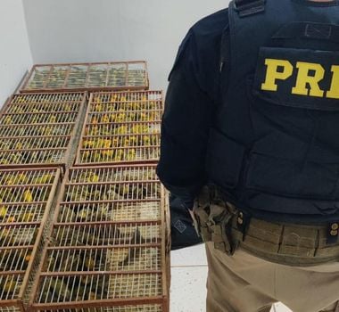 Imagem - Vídeo: PRF prende homem e resgata 250 pássaros silvestres transportados ilegalmente, no Pará