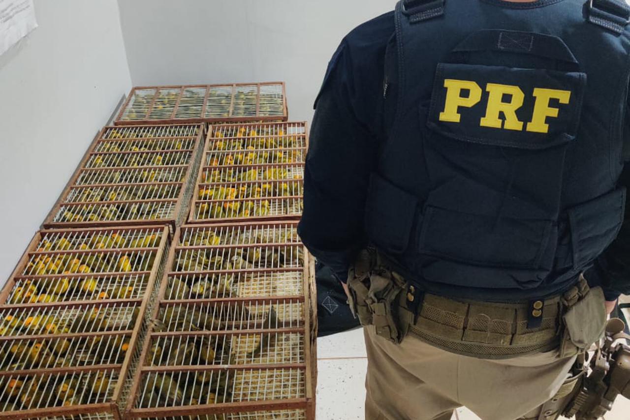 PRF resgata 250 pássaros silvestres transportados ilegalmente, no Pará.