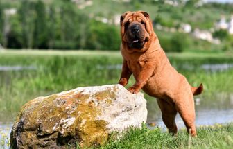 7 raças de cachorro mais independentes