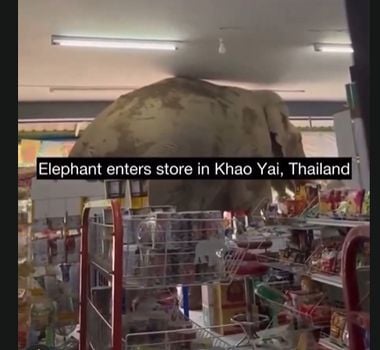 Imagem - Vídeo: elefante selvagem invade loja e faz ‘lanchinho’ na Tailândia