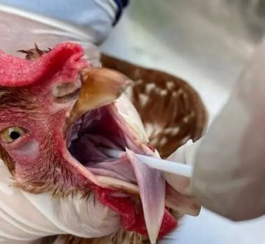 Imagem - Sem casos confirmados, Pará se antecipa e declara emergência contra Gripe Aviária