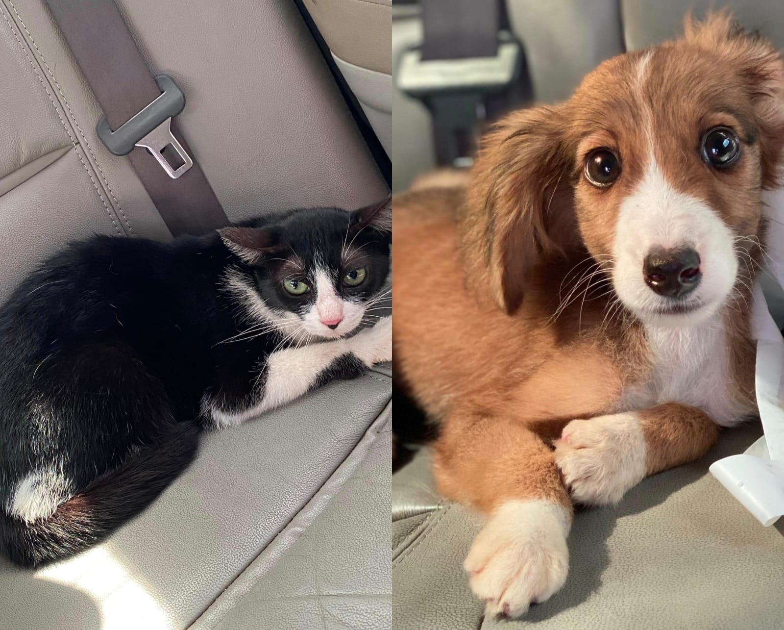 Agentes da Secretaria de Proteção e Defesa Animal (Sepda) resgataram os animais durante uma ação de vacinação antirrábica no bairro do Guamá, no último sábado (31).