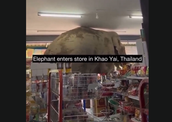 Elefante selvagem invade loja e faz ‘lanchinho’ na Tailândia